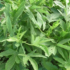 Bissap Kouthia
