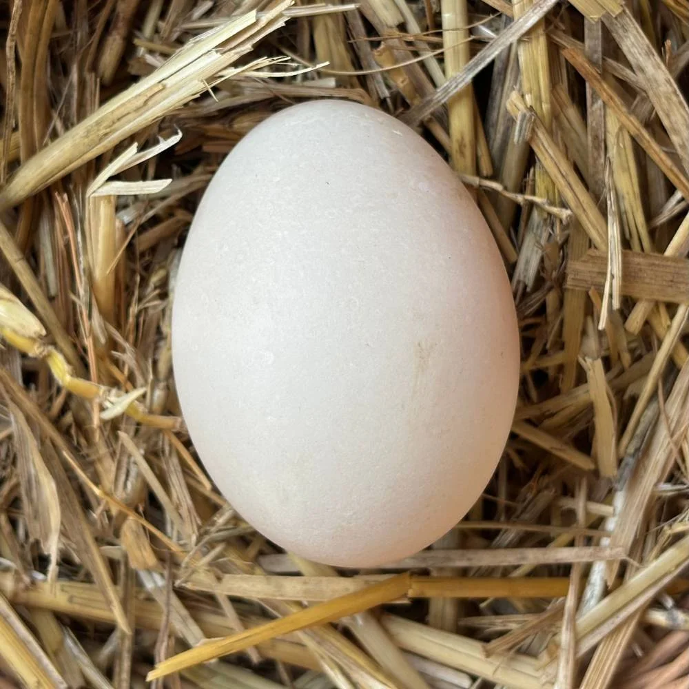 Oeuf à l'Unité