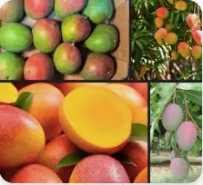 Mangue Kent