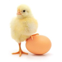 Poussin Pondeuse