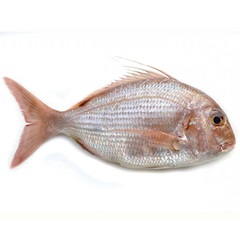 Dorade