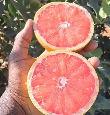 Pamplemousse / Pomelos