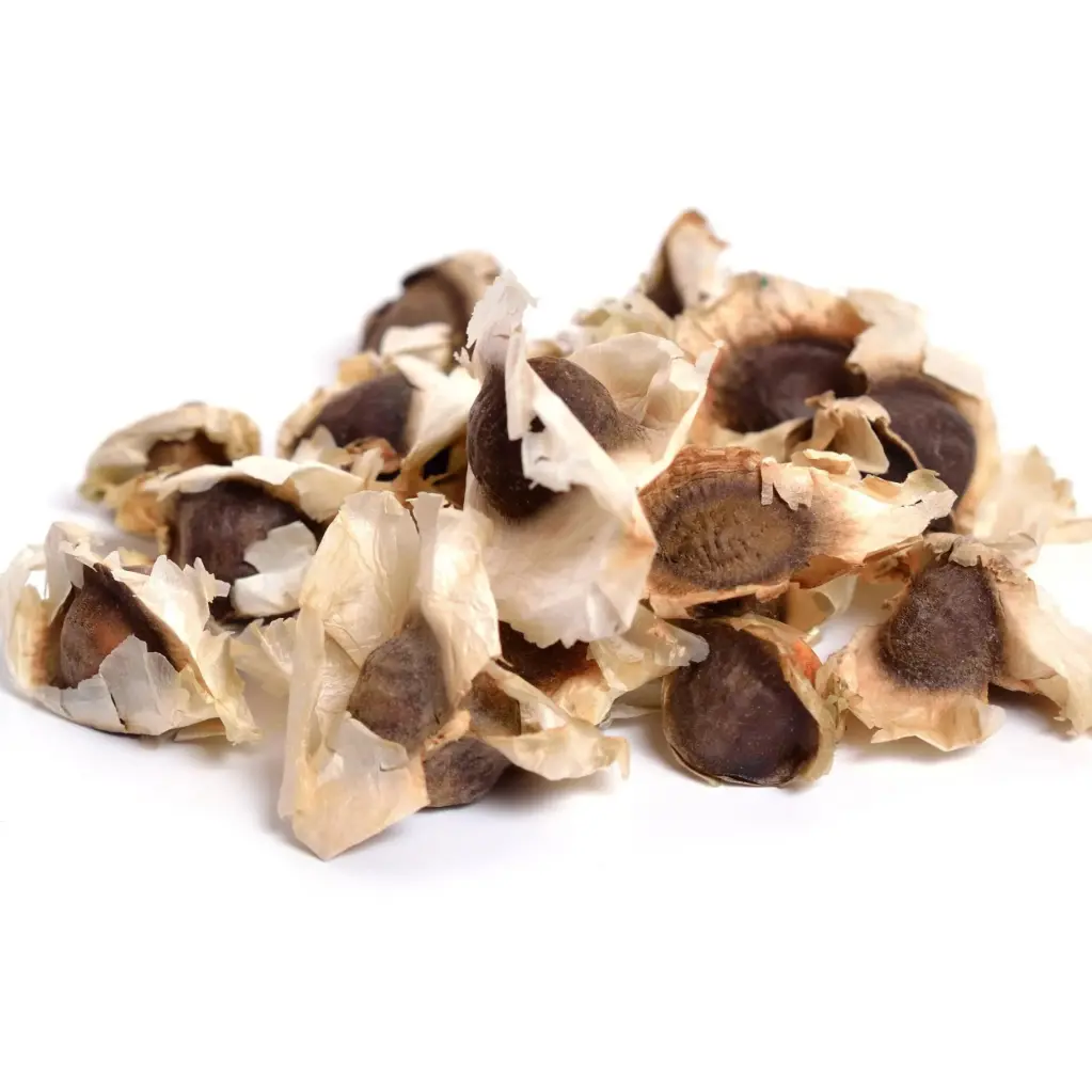 Graines de Moringa