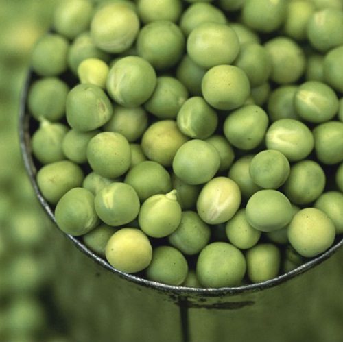 Petits Pois Miss en Conserve