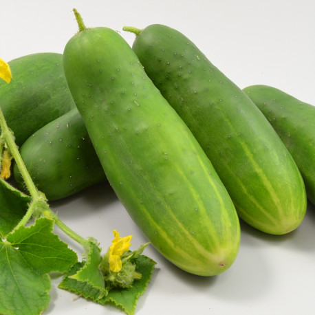 Concombre / KG