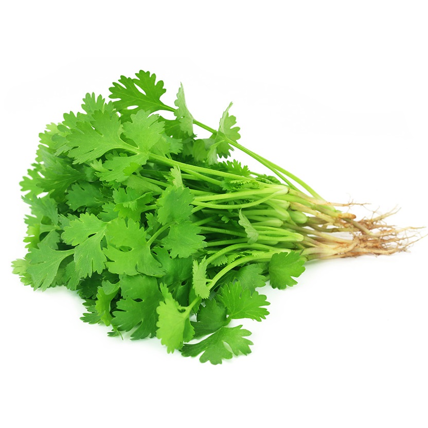 Persil chinois / Coriandre