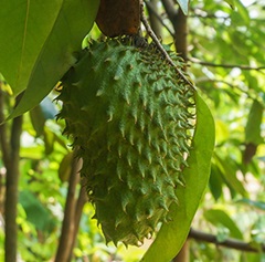 Corossol