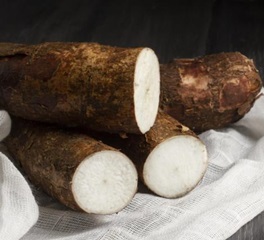 Manioc