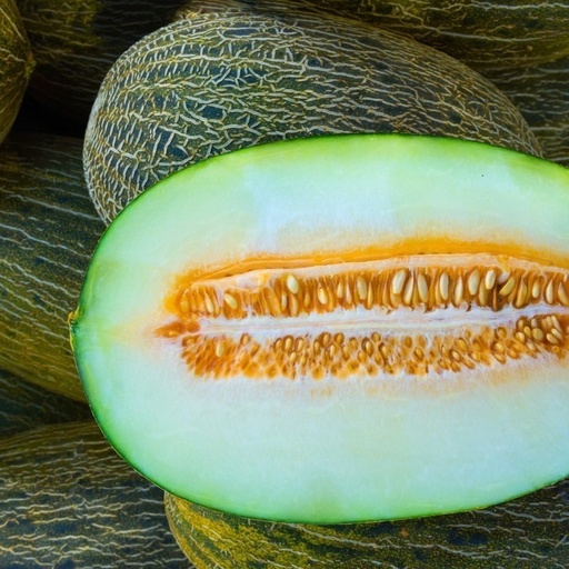Melon Vert à chair blanche