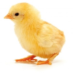 Poussin Chair