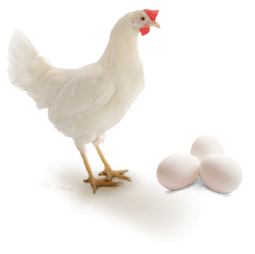 Poule pondeuse