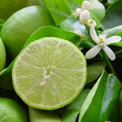 Citron Vert / Kg
