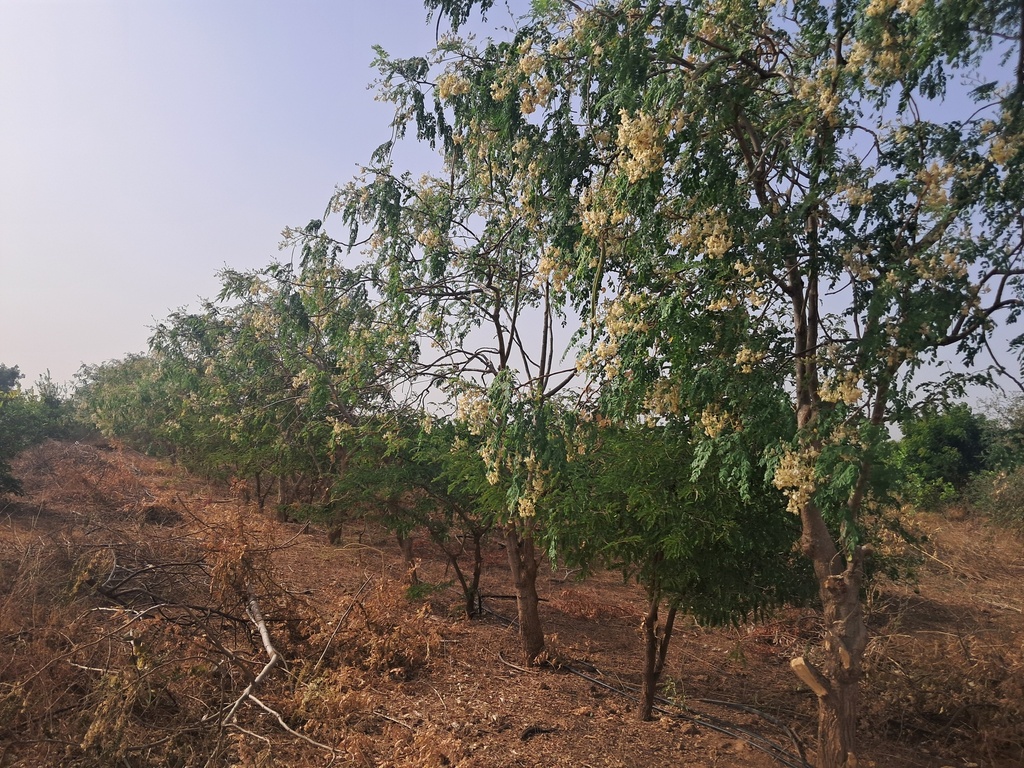 A08 - Haies de biodiversité et services écosystémiques