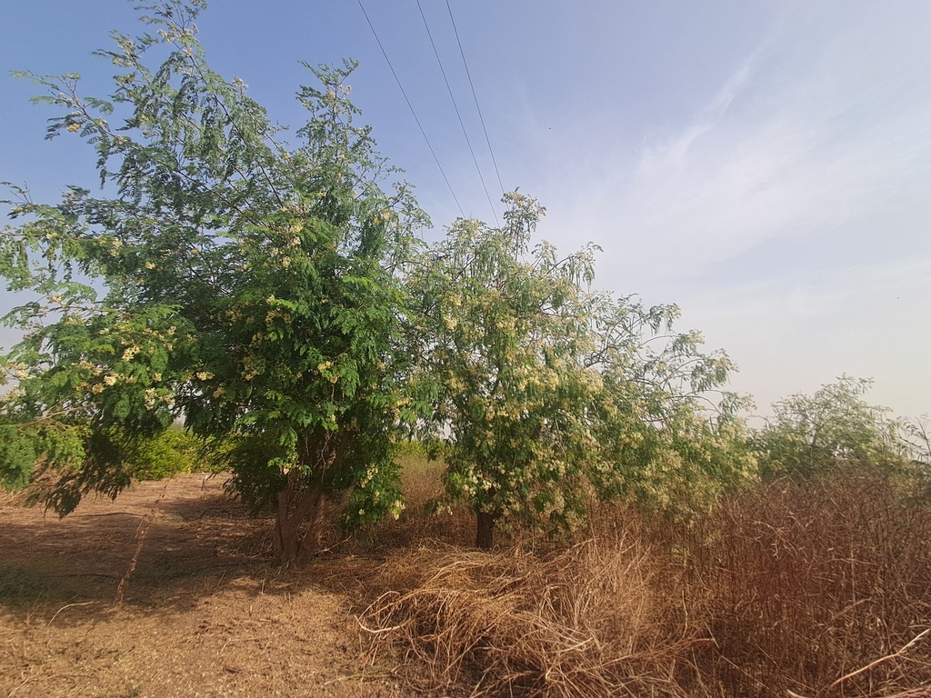A09 - Arbres utiles en agroforesterie sahélienne