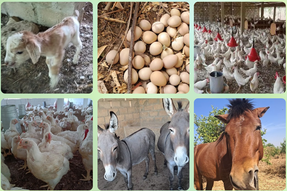 A12 - Intégration élevage–agriculture en systèmes agroécologiques