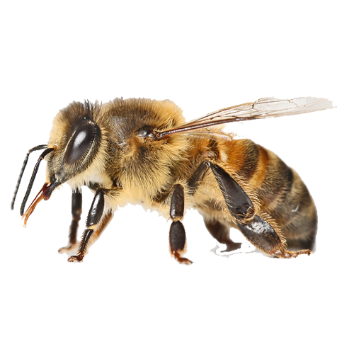 A13 - Apiculture et pollinisation en agroforesterie