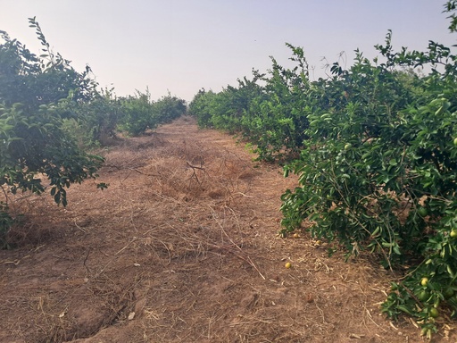 A14 - Production fruitière en systèmes agroforestiers