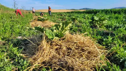 A17 - Cas pratiques : fermes agroécologiques au Sénégal