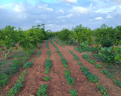 A02 - Principes fondamentaux de l’agroforesterie