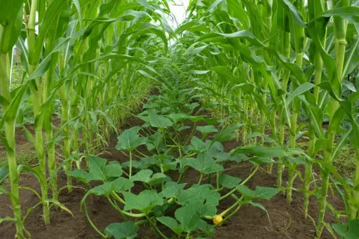 A07 - Associations culturales et rotations en agroécologie